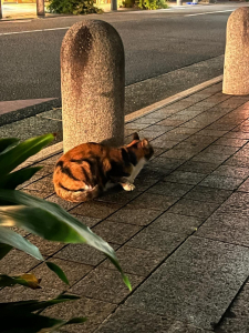 まゆかさんのブログ画像