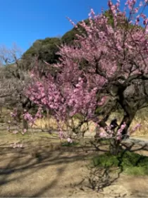 るるさんのブログ画像