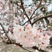 さくらさんのブログ画像