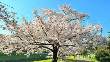 ミランさんのブログ画像