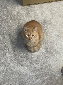 りんかさんのブログ画像